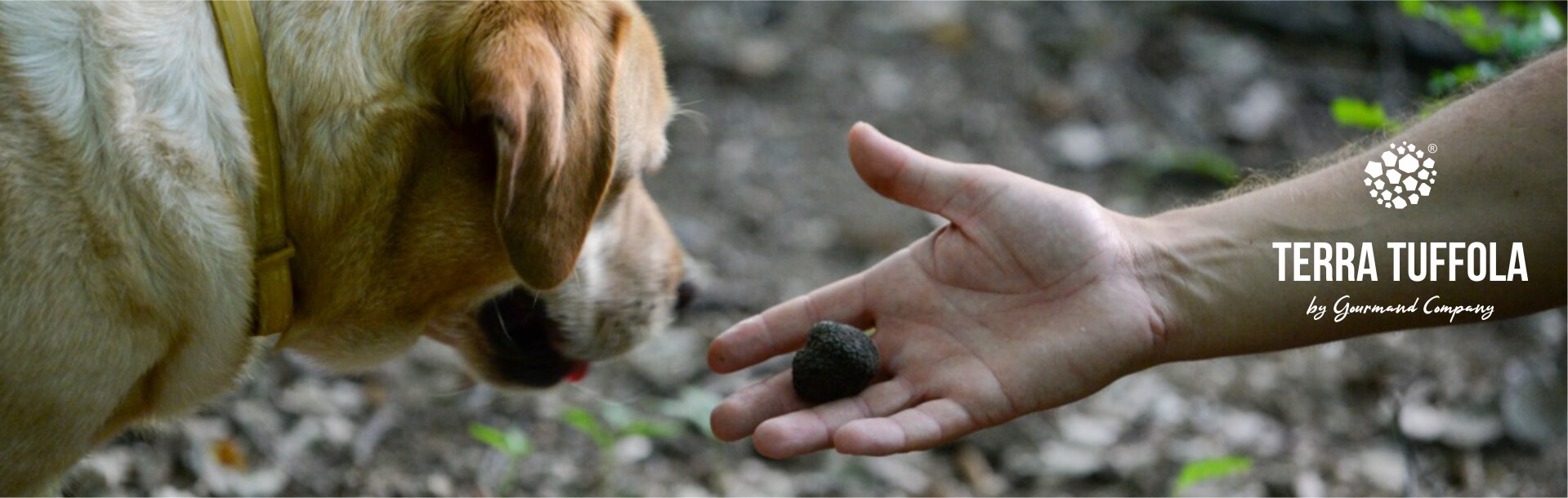 Terra Tuffola